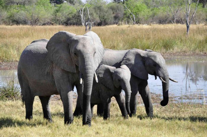 Selous Lodge Safari