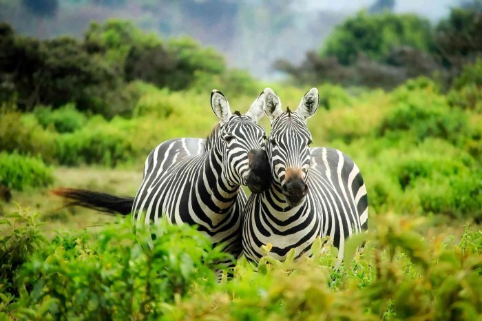 Lodge Tanzania Safari